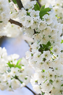 梨树花
