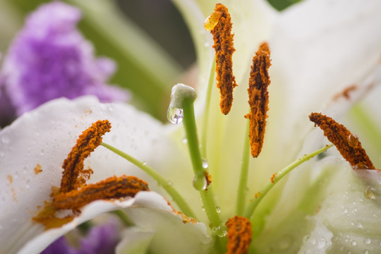 百合花蕊