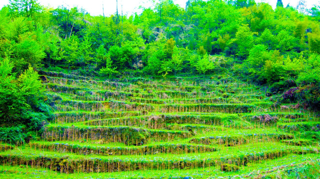 山林山地 春树 春色