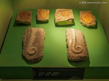 三叶虫 角石化石