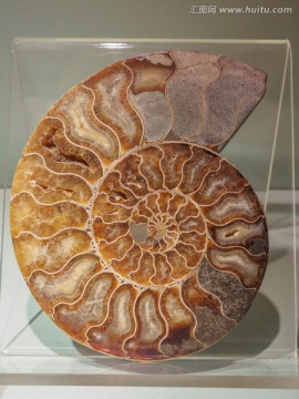 菊石剖面化石