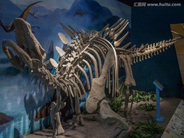 恐龙骨骼化石 剑龙