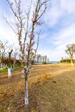 樱花树