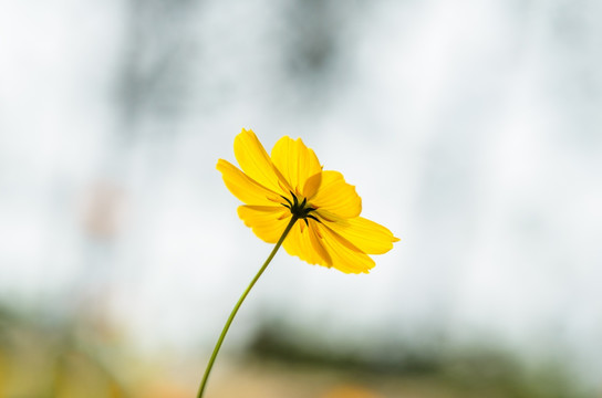 野菊花