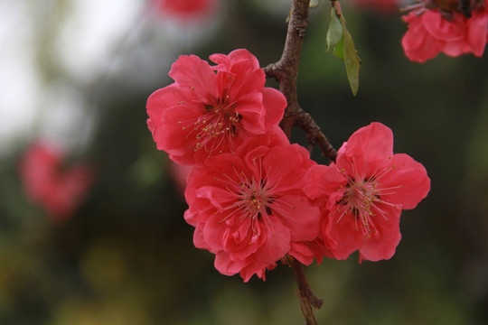 春天桃花