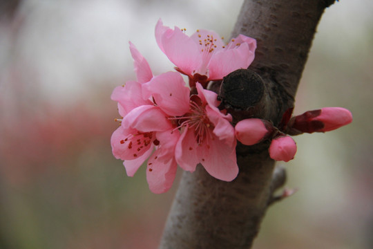 桃花 春天