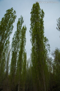 新疆白杨树