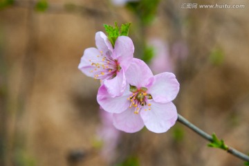 梅花