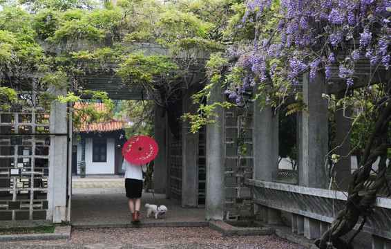 紫藤 藤萝 植物花卉