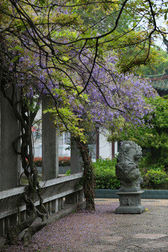 紫藤 植物 花卉