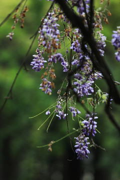 紫藤 植物 花卉