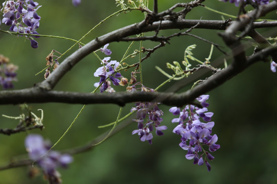 紫藤 植物 花卉