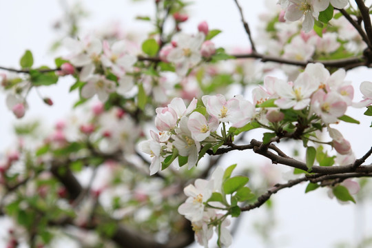 苹果花