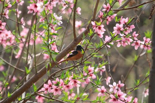 桃花与小鸟