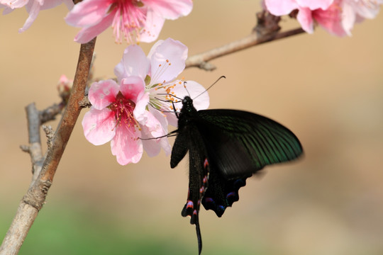 蝶恋花