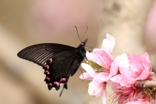 蝶恋花