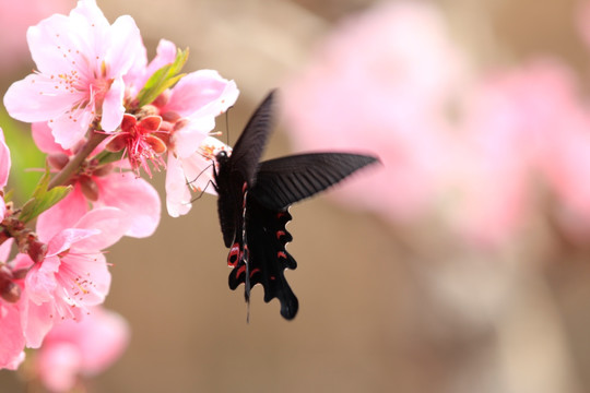 蝶恋花