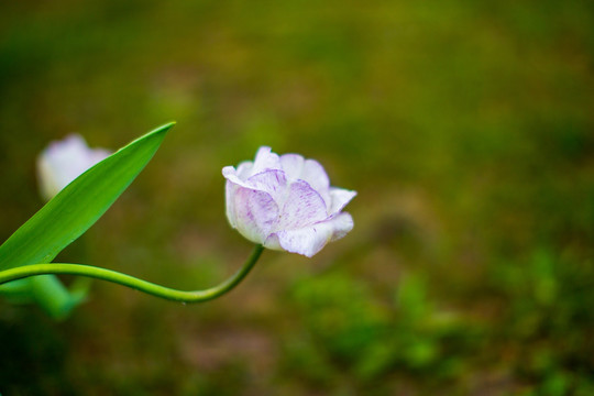 郁金香