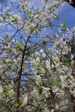 白花盛开的樱桃树