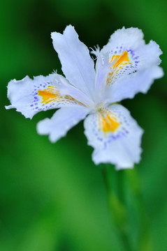 鸢尾花