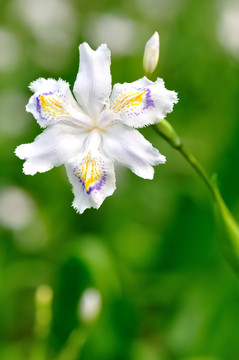 鸢尾花