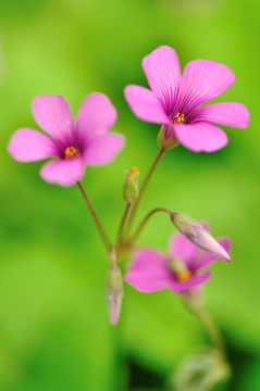 红花酢浆草