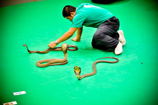 泰国眼镜蛇表演