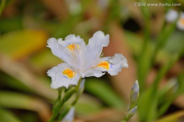 兰花特写