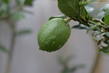 青柠檬