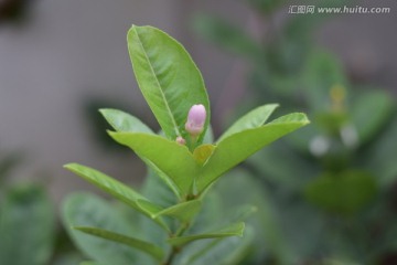 柠檬花苞