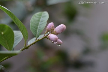 柠檬花苞
