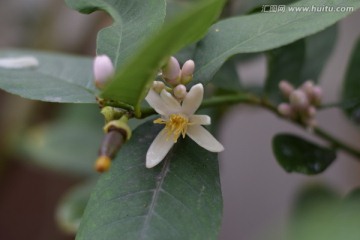 柠檬花