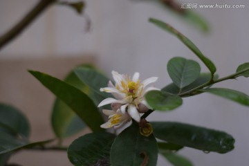 柠檬花