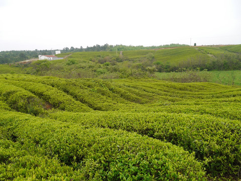 茶叶基地