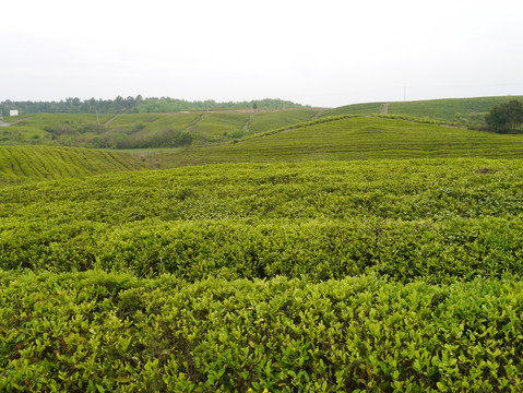 春天茶场