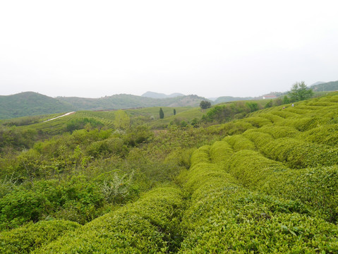 茶山