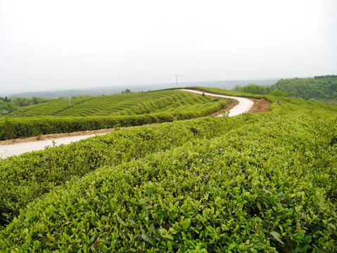 茶山公路