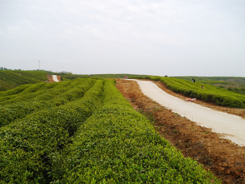 风景区的公路