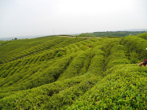 茶山