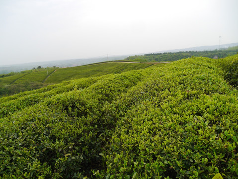 茶叶基地