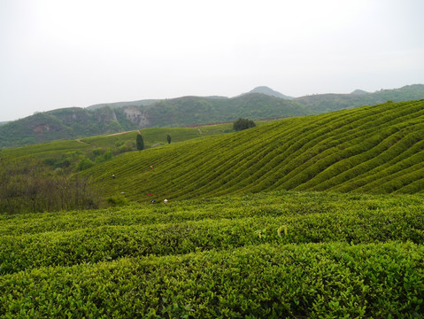 春天茶场