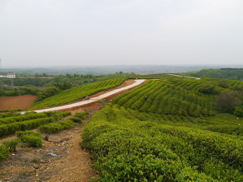 春天茶场