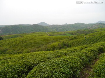 茶山