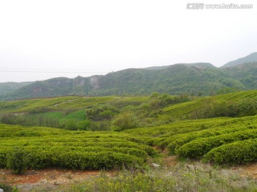 小山茶叶