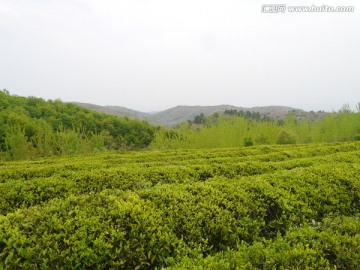 小山茶叶