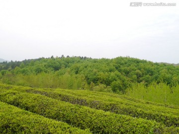 小山茶叶