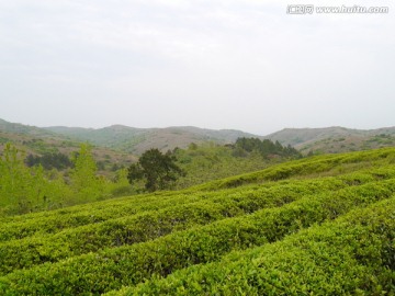 茶山