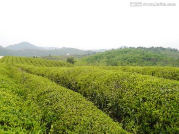 丘陵茶山