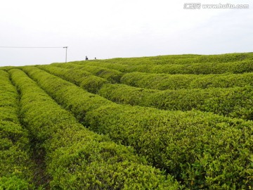 丘陵茶山