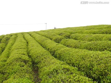 丘陵茶山